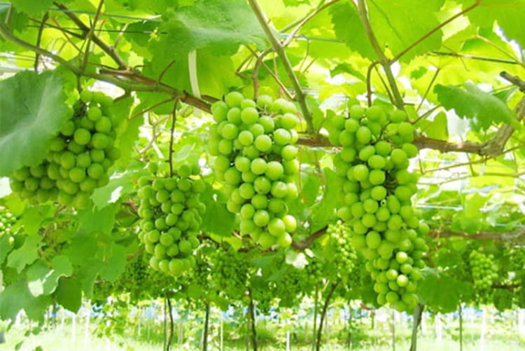 Nho Shine Muscat thức quà từ mùa thu Hàn Quốc ngọt dịu, tốt cho sức khỏe 