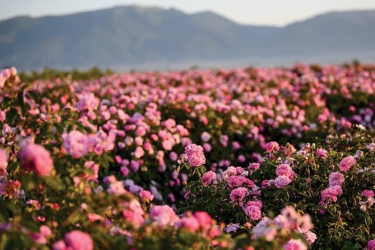 Thung lũng hoa hồng Bulgaria đầy thơ mộng trải dài bất tận