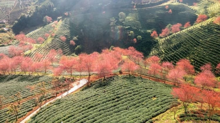 Sapa dịp Tết với những phiên chợ vùng cao đầy sôi động