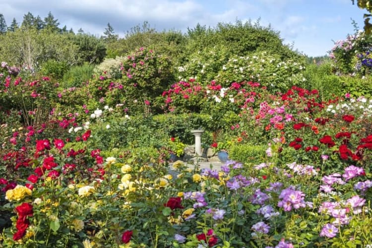 Vườn hoa hồng Butchart với không gian rực rỡ và mê hoặc