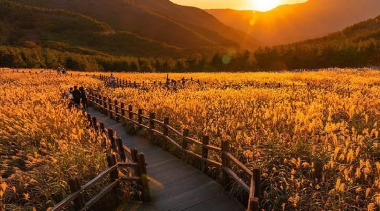 Cánh đồng cỏ lau Ganwoljae đầy hùng vĩ và thơ mộng 