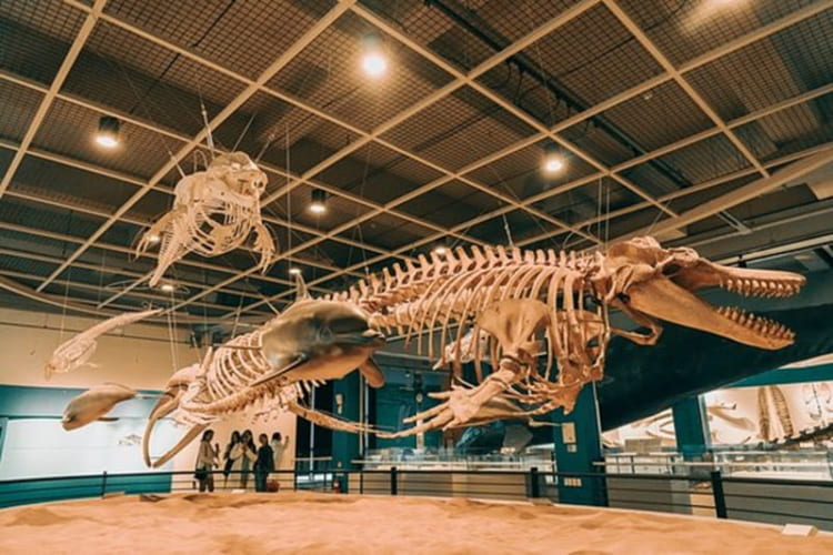 Bảo tàng cá voi Jangsaengpo thu hút du khách với những bộ xương khổng lồ 