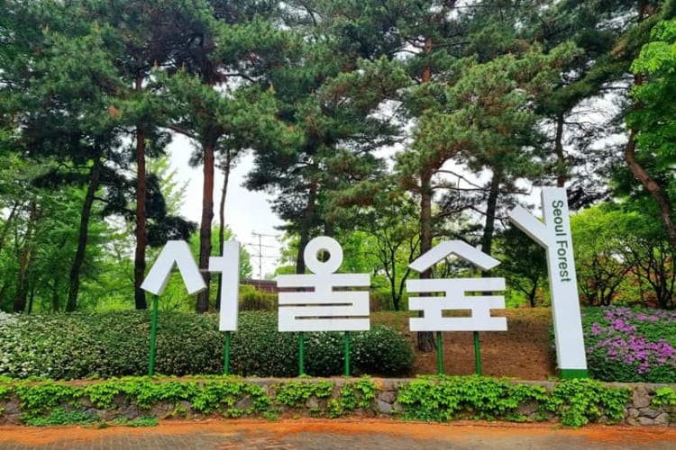 Công viên rừng Seoul với nhịp sống yên bình, thư giãn