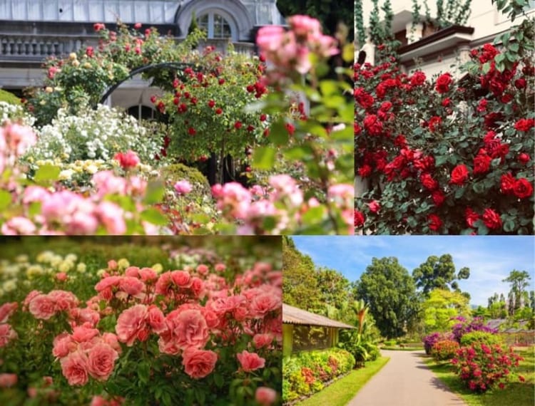 Royal Botanic Gardens - điểm đến lý tưởng dành cho những ai yêu thiên nhiên