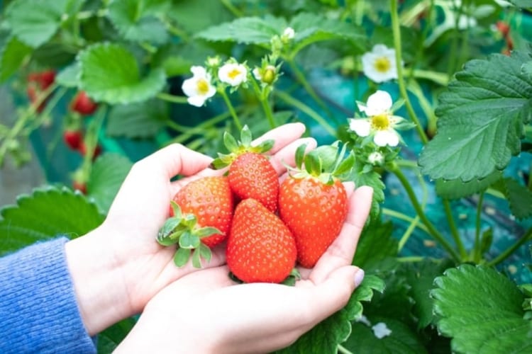 Trải nghiệm hái dâu và thưởng thức những trái dâu chín mọng còn gì tuyệt vời hơn