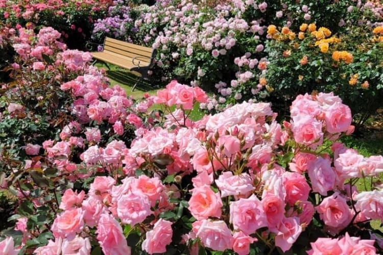 Công viên thực vật Jindai, Nhật Bản 