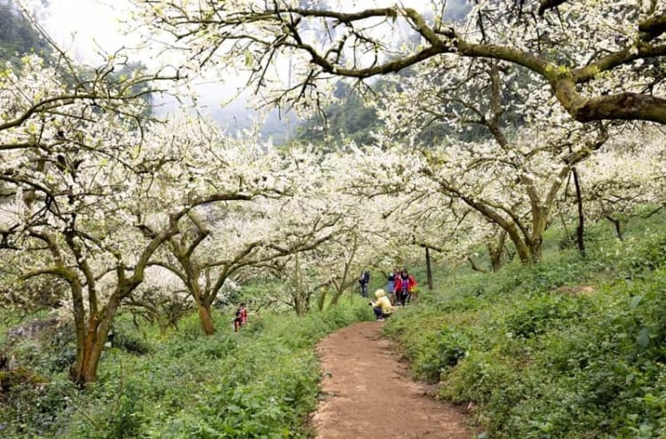 Mùa hoa rực rỡ phủ khắp Mộc Châu chờ du khách khám phá