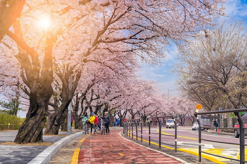MÙA HÈ HÀN QUỐC 5N4D | HÀ NỘI – SEOUL – CÔNG VIÊN EVERLAND – ĐẢO NAMI – THÁP NAMSAN
