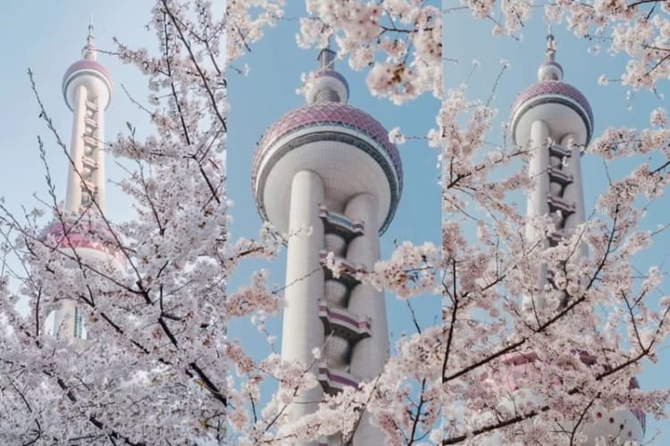 Hoa anh đào Thượng Hải khoe sắc rực rỡ trong nắng xuân 