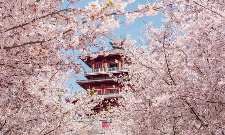 Hoa đào Trung Quốc với sắc hồng khoe sắc khắp nơi