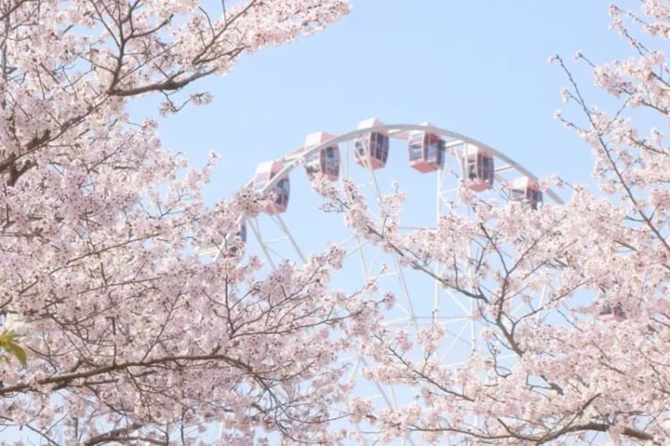 Công viên Gucun với số lượng cây hoa anh đào lớn bậc nhất