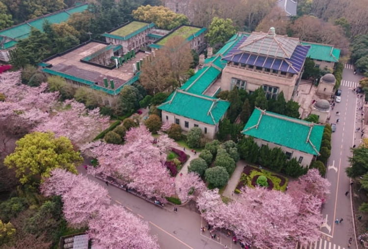 Đại học Vũ Hán tràn ngập sắc hoa mỗi khi xuân về