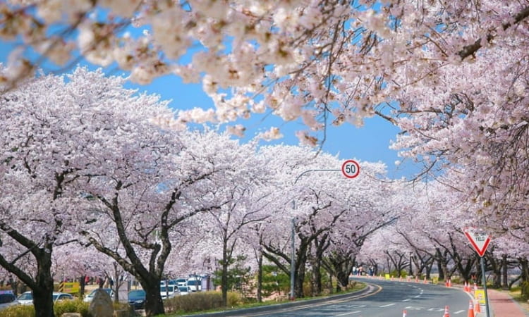 Lễ hội hoa Yeouido với hàng nghìn cây hoa anh đào khoe sắc