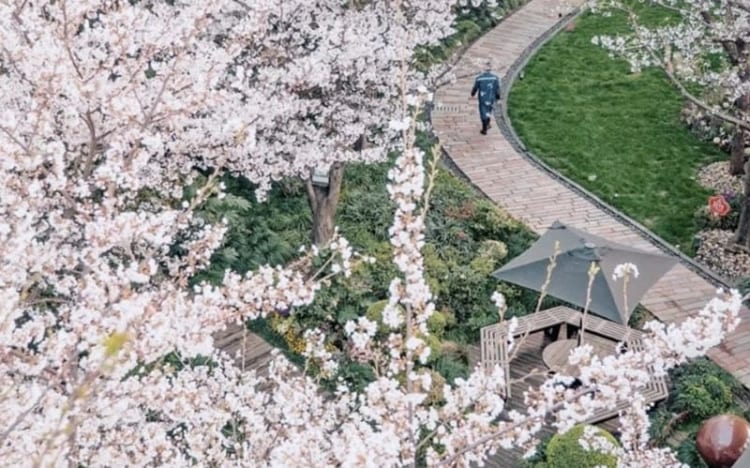 Điểm đến lý tưởng để cảm nhận nhịp sống mùa xuân chậm lại tại công viên Thế Kỷ