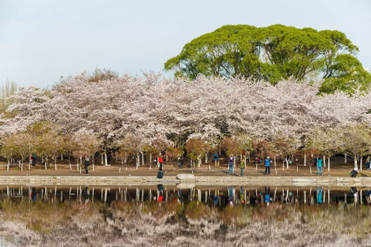 Hoa anh đào nở rộ soi bóng mặt hồ đầy thu hút