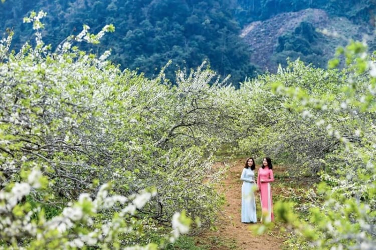 Hà Giang bung nở khắp nơi chào đón du khách đến tham quan