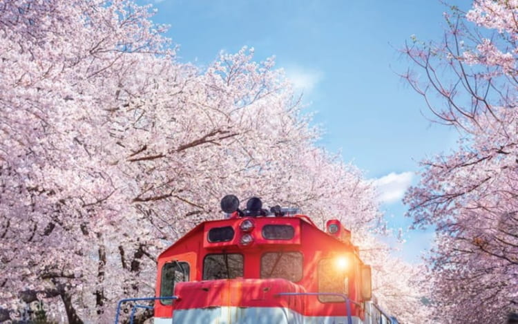 Nhiều chương trình đặc sắc tại lễ hội Jinhae Gunhangje