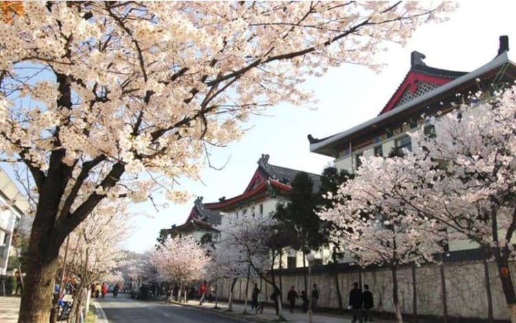 Thước phim thanh xuân đầy cảm xúc khi xuân đến tại đại học Đồng Tế