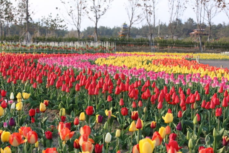 Lễ hội hoa tulip Sinan thu hút đông đảo du khách đến tham quan 