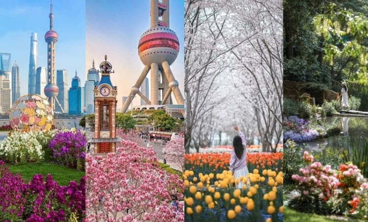 Lưu ngay bí kíp du lịch mùa xuân Thượng Hải hữu ích 
