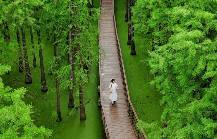 TRUNG QUỐC 5N4Đ | THƯỢNG HẢI – DISNEYLAND – Ô TRẤN – HỒ THANH  SƠN – HÀNG CHÂU (NO SHOPPING)