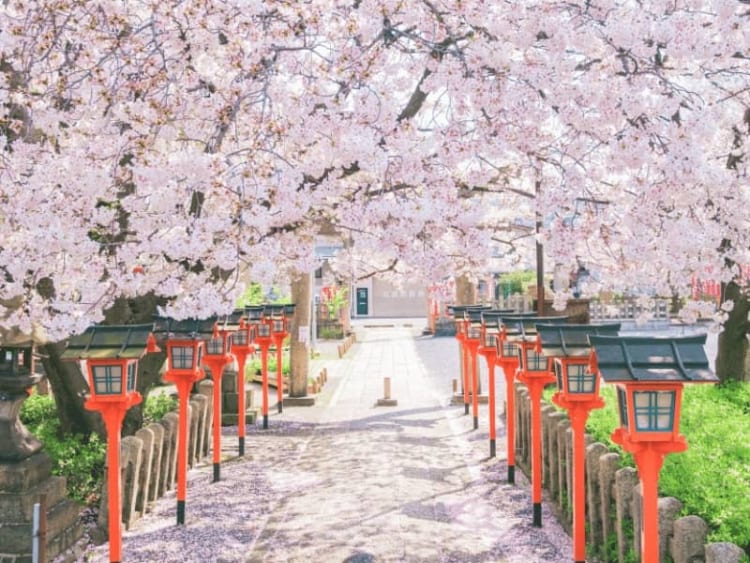 Thời tiết Nhật Bản mùa xuân đầy dễ chịu phù hợp cho nhiều hoạt động khám phá