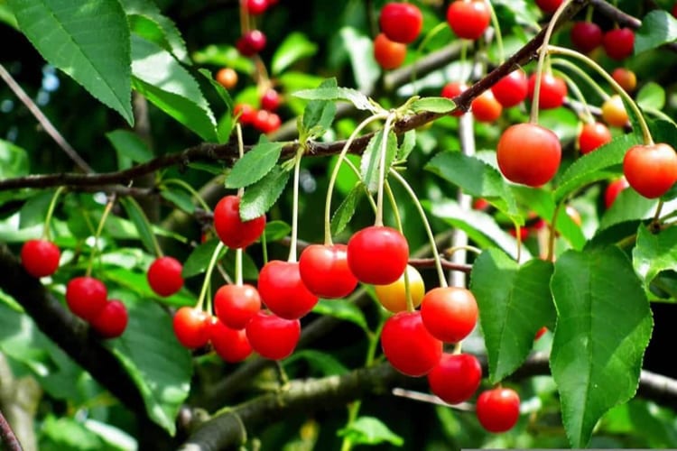 Vườn trái cây Yamanashi trĩu quả dưới chân núi Phú Sĩ 