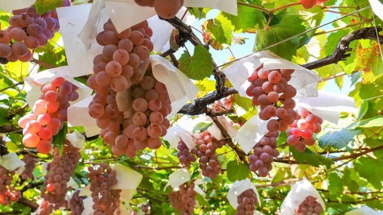 Những chùm nho tươi xanh đã làm nên rượu Koshu trứ danh 