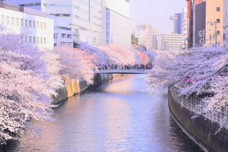 Sông Meguro với không khí lễ hội lan tỏa khắp xuân