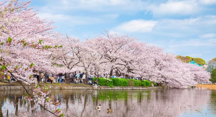 Công viên Ueno nhộn nhịp và tràn đầy sức sống