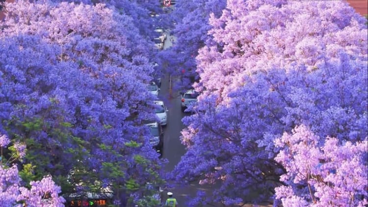Hoa phượng tím Côn Minh đầy rực rỡ khi xuân đến