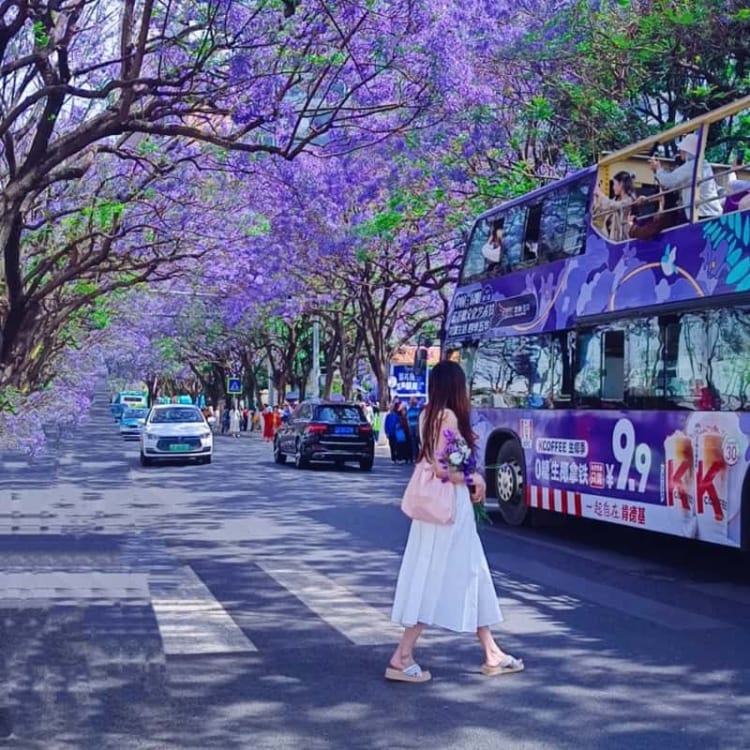 Cùng nhau lưu giữ nhiều hoạt động thú vị tại Côn Minh màu hoa phượng tím nhé