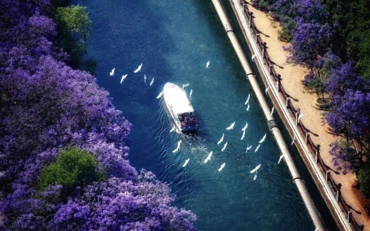 Du khách có thể chèo thuyền để tận hưởng sự yên bình và ngắm hoa tại Panlong