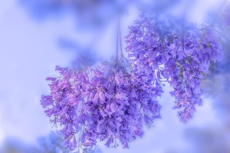 Cận cảnh những chùm hoa phượng tím nở rộ