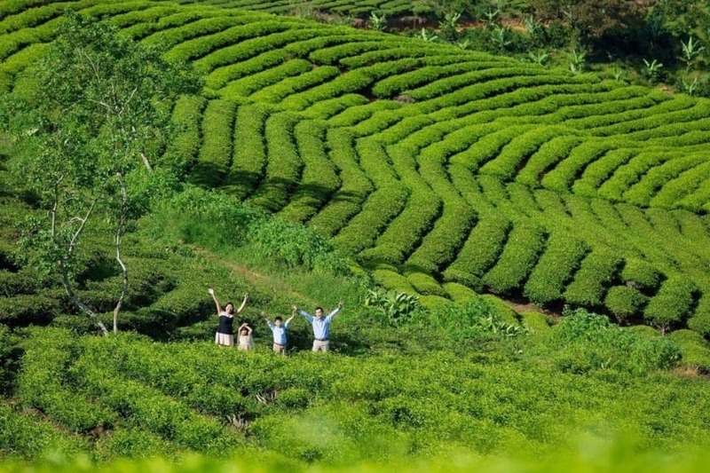 đồi chè cầu đất xanh mướt nổi bật mùa du lịch đà lạt 30/4