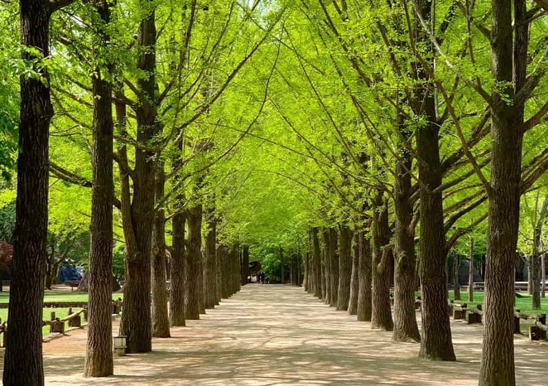 HÀN QUỐC 4N4Đ | SEOUL – NAMI – EVERLAND