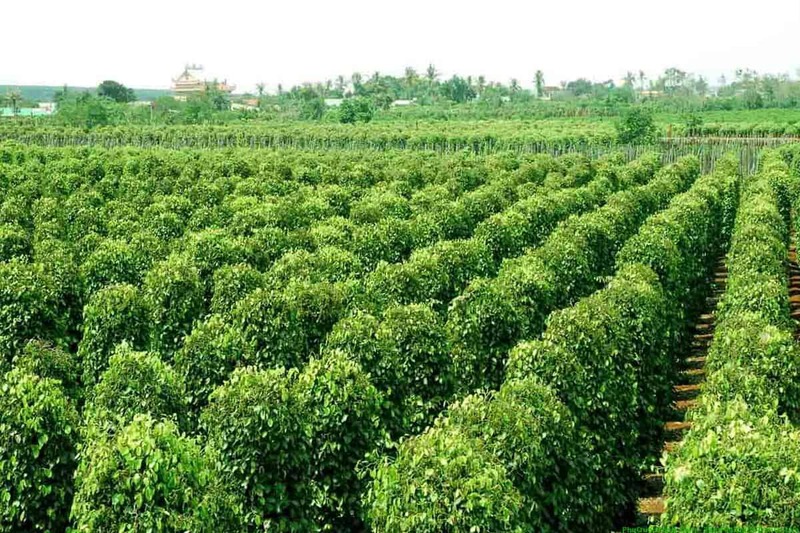 Vườn tiêu là một trong các điểm du lịch Phú Quốc mang nét đặc trưng địa phương