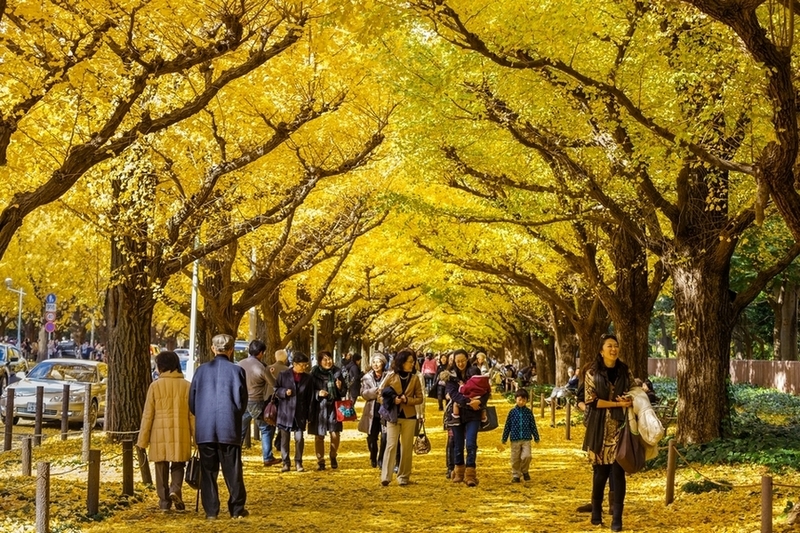 meiji jingu gaien là địa điểm ngắm lá vàng nhật bản nổi tiếng