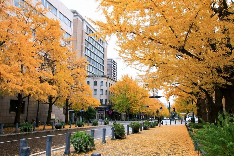 mùa lá vàng ở nhật con phố nihon odori với hàng bạch quả vàng óng