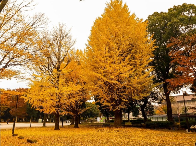 ueno là điểm ngắm lá vàng nhật bản thú vị giữa lòng tokyo