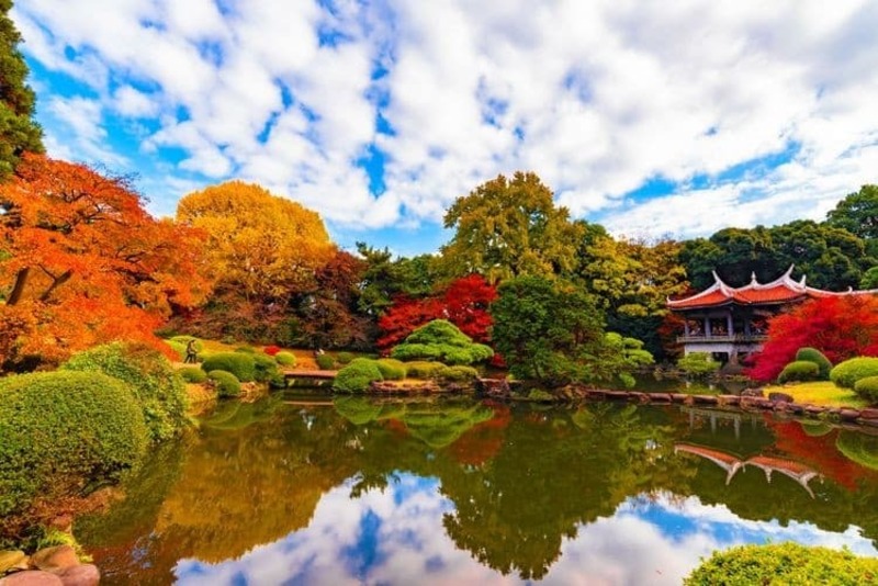 vườn quốc gia shinjuku gyoen vào mùa thu lá vàng