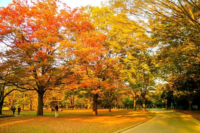 yoyogi là một trong những công viên ngắm lá vàng ở nhật rộng nhất