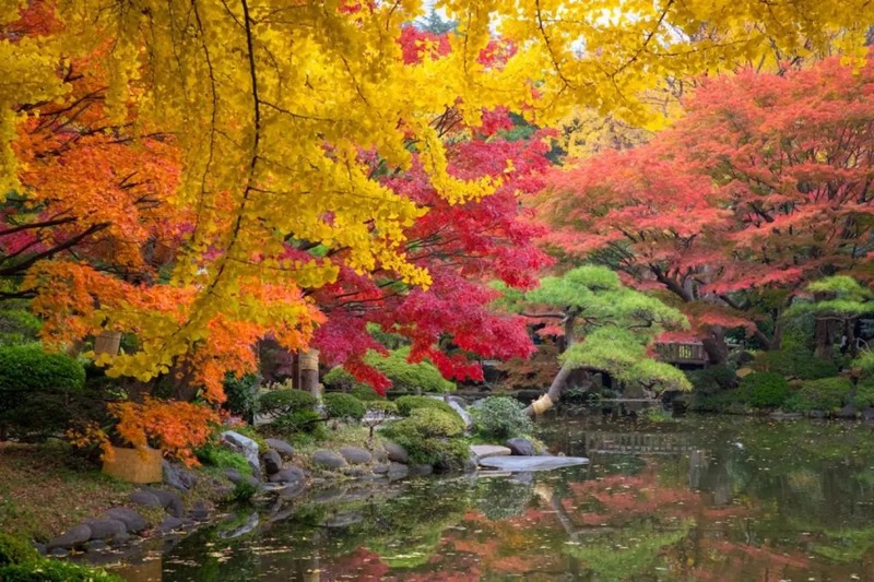 công viên hibiya vào mùa thu tokyo đồng loạt đổi màu đỏ cam công viên hibiya vào mùa thu tokyo đồng loạt đổi màu đỏ cam