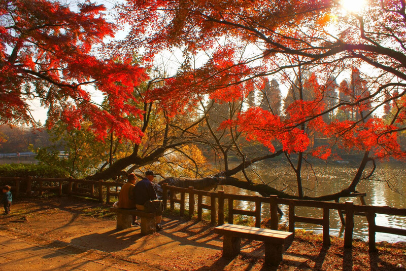 công viên shinjuku gyoen vào tokyo mùa thu rực sắc đỏ cam công viên shinjuku gyoen vào tokyo mùa thu rực sắc đỏ cam