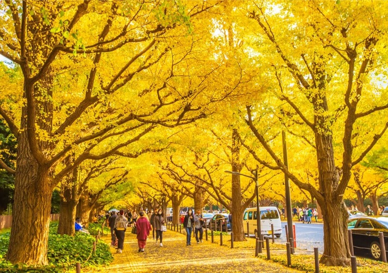 công viên ueno vào mùa thu tokyo chuyển sắc vàng rực rỡ công viên ueno vào mùa thu tokyo chuyển sắc vàng rực rỡ