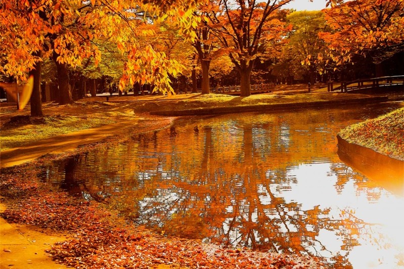 công viên yoyogi vào mùa thu tokyo mang đến cảm giác thoáng đãng hiếm có công viên yoyogi vào mùa thu tokyo mang đến cảm giác thoáng đãng hiếm có