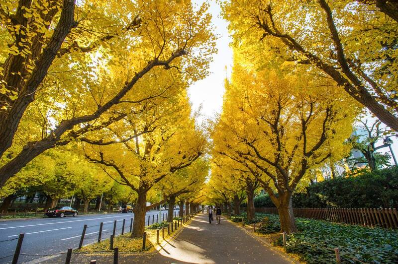 đại lộ icho namiki không thể thiếu khi nhắc đến du lịch tokyo mùa thu đại lộ icho namiki không thể thiếu khi nhắc đến du lịch tokyo mùa thu