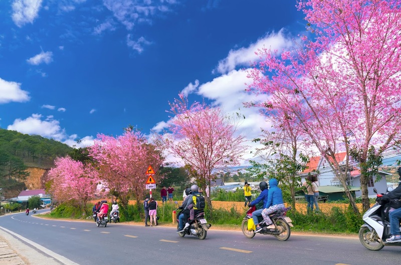 dạo bước trên con đường rợp sắc hoa anh đào ở đà lạt dịp tết 2027 dạo bước trên con đường rợp sắc hoa anh đào ở đà lạt dịp tết 2027