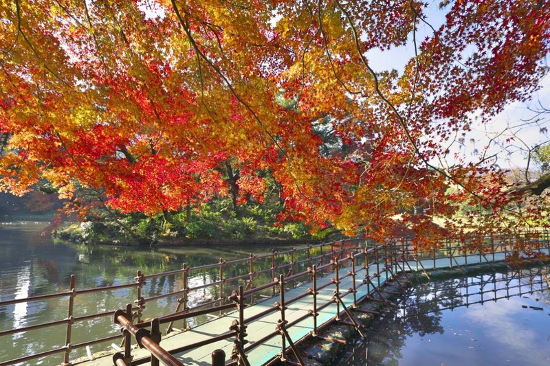 hàng cây phong quanh ao nước vườn koishikawa korakuen nhuộm đỏ rực khi tokyo mùa thu hàng cây phong quanh ao nước vườn koishikawa korakuen nhuộm đỏ rực khi tokyo mùa thu