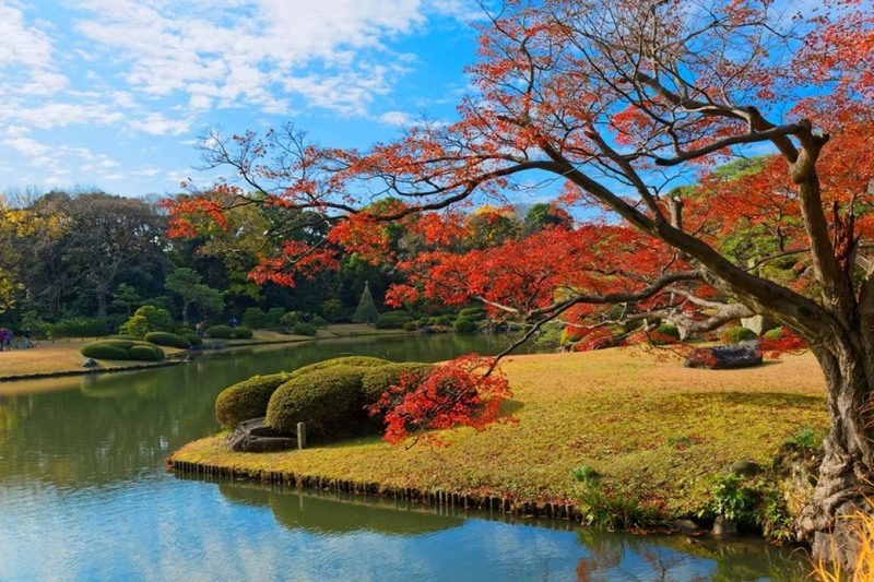 những tán phong đỏ ở rikugien soi bóng xuống làn nước tĩnh lặng vào mùa thu tokyo những tán phong đỏ ở rikugien soi bóng xuống làn nước tĩnh lặng vào mùa thu tokyo